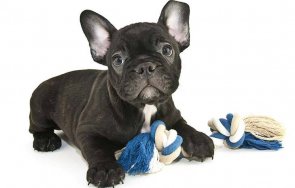 Френски булдог