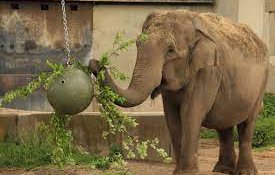 вход свободен зоопаркът софия приема посетители