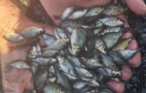 зарибяват язовира кула търсят пари