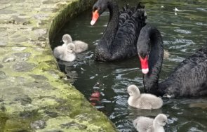 Варна Лебеди