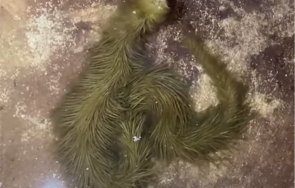 Космата змия