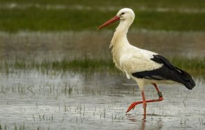 рибар щъркел празнуват своето годишно приятелство