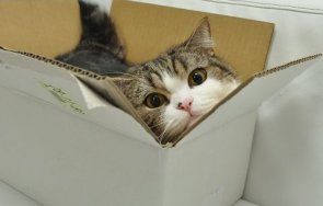 Котка в кутия