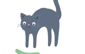 котките страхуват краставици видео