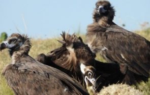 отровиха четири черни лешояда котелско