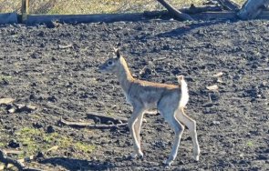 бебе антилопа рядък вид роди бургаския зоопарк