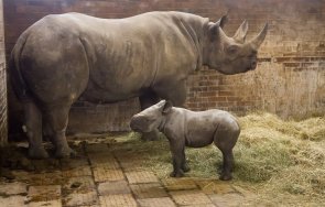 Носорог Киев