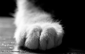 простреляха котка въздушна пушка павликени