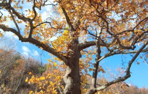 обявиха защитени две дървета вида зимен дъб източен чинар