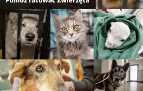 Украйна спасени кучета и котки