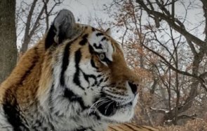 почина тигърът путин