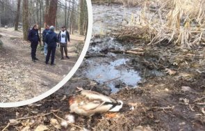 Патици Южен парк