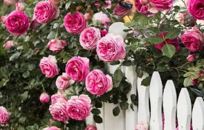 накарайте розите цъфтят пищно дълго помощта картоф