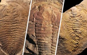 учени откриха свидетелства древния канибализъм