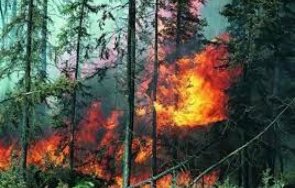 декара борови насаждения изгоряха монтанско