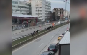 търсят отговор коне разхождат свободно столичен булевард