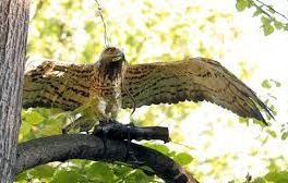 спасиха ранен орел змияр балкана сливен