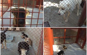 хепънинг пловдив деня бездомните кучета