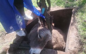 уникална операция спецекип спаси магарицата роска паднала шахта монтанско видео
