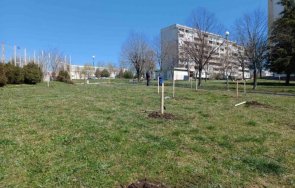 засаждат млади дървета места бургас