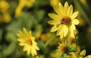 алтернативни начини спасим насекомите голите охлюви