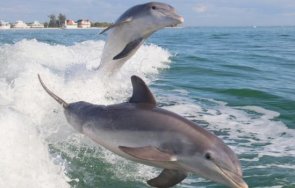 зловещо откриха мъртви делфини бургаски контейнер смет