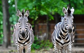 Екопарк Фелдман