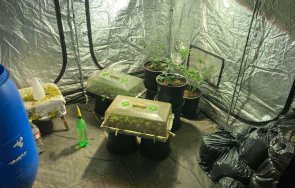 криминалисти разбиха плантации дрога варна снимки