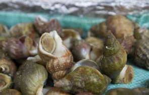 бан брои рапаните черно море