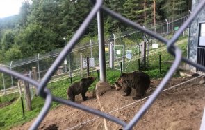 мечките белица събудиха зимен сън