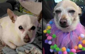 Тоби Кейн най-възрастното чихуахуа в света