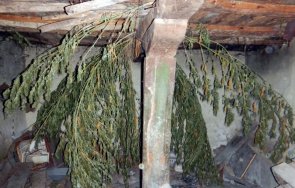 стар познайник ченгетата гледал сушил марихуана цяр село шумен