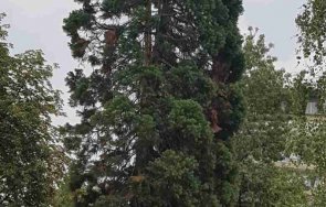 заради нов строеж отрова убива вековна секвоя софия