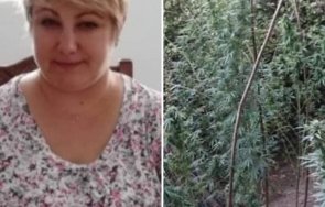 музеен директор отглеждал канабис