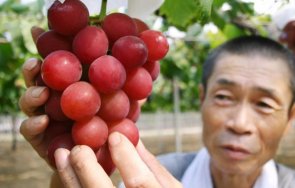 струват скъпите плодове света