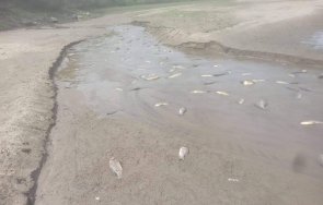 Риба язовир Ивайловград