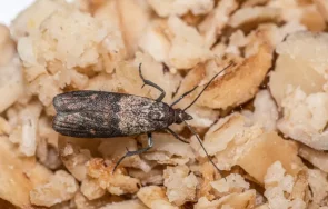 предпазим молци