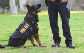 шаш мъж ухапа полицейско куче докато опитвали арестуват