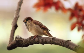броят врабчетата нас