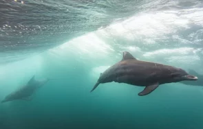 русия използва дресирани делфини защита севастопол