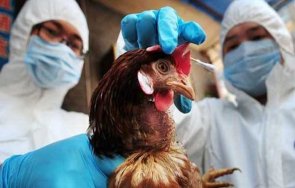 китай откриха първи случай птичи грип човек