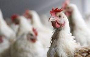 бабх потвърди четири огнища инфлуенца славяново