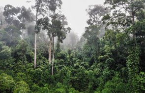 археолози откриха гора милиона години високите дървета света