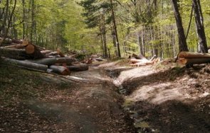 Бракониери