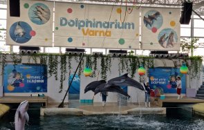 делфинариум варна започва посреща чуждите туристи