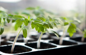 двойно скъп разсад поскъпне реколтата