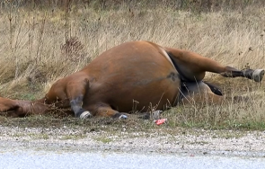 надзирател врачанския затвор разстреля коня балкана