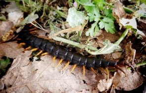 напаст стоножка мутант шокира жители хасково