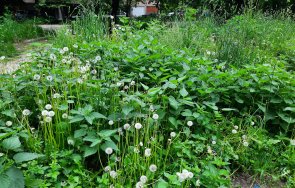 сигнал пик красно село изреваха тревясахме буренясахме пояс снимки