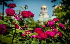 софия ухае 100 вида рози снимки